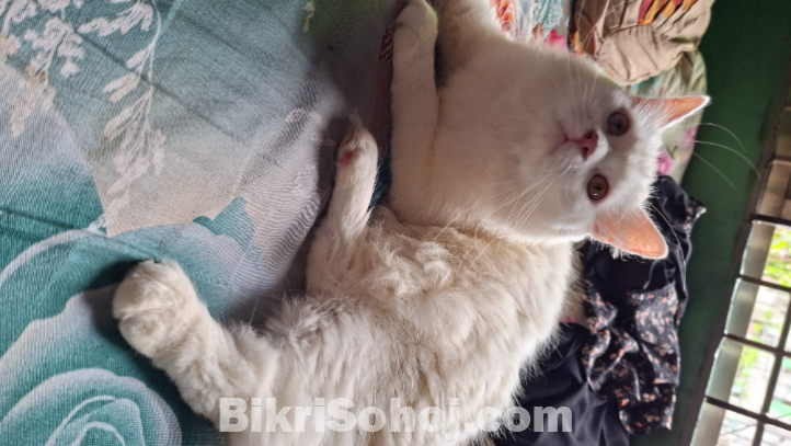 Short hair double  cot Persian Cats